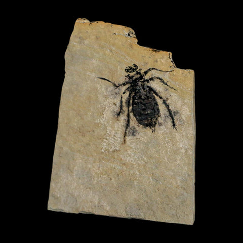 0.8" Dragonfly Larvae Fossil Libellula Doris Plate Upper Miocene Piedmont Italy Display - Fossil Age Minerals