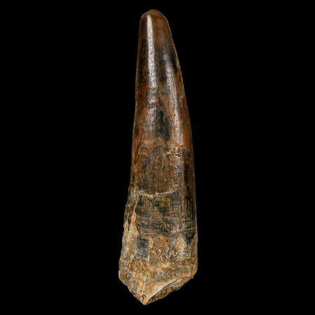 XL 3.4" Spinosaurus Fossil Tooth 100 Million Years Old Cretaceous Dinosaur COA
