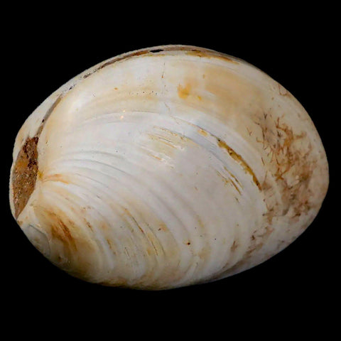 2.8" Clam Fossil Polished Jurassic Madagascar Bivalve Mollusk 150 Million Years Old - Fossil Age Minerals