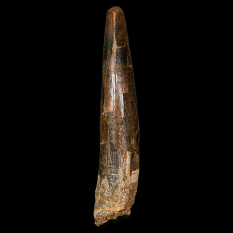 XL 3.4" Spinosaurus Fossil Tooth 100 Million Years Old Cretaceous Dinosaur COA - Fossil Age Minerals