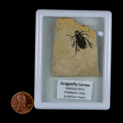 0.8" Dragonfly Larvae Fossil Libellula Doris Plate Upper Miocene Piedmont Italy Display - Fossil Age Minerals