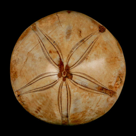 62MM Pygurus Marmonti Sea Urchin Fossil Sand Dollar Jurassic Age Madagascar