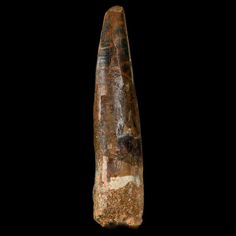 XL 3.4" Spinosaurus Fossil Tooth 100 Million Years Old Cretaceous Dinosaur COA - Fossil Age Minerals