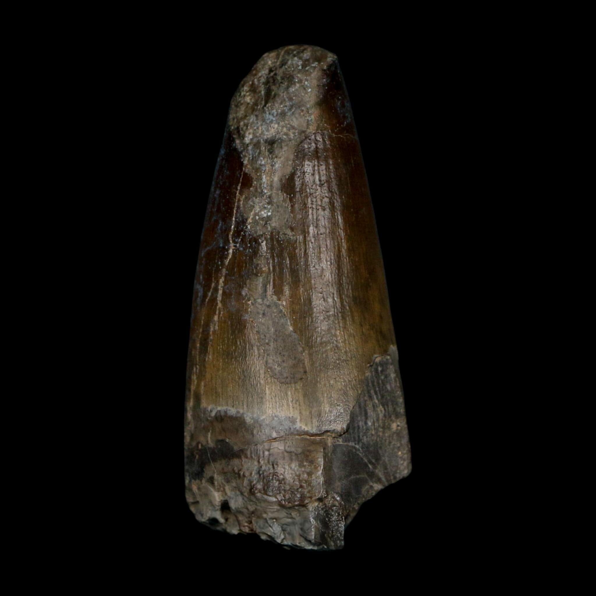 2.3" Sarcosuchus Imperator Crocodile Fossil Tooth Elrhaz FM Cretaceous Niger COA - Fossil Age Minerals