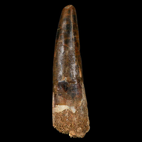 XL 3.4" Spinosaurus Fossil Tooth 100 Million Years Old Cretaceous Dinosaur COA - Fossil Age Minerals