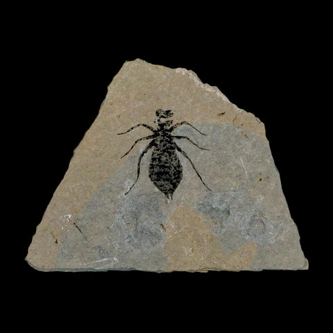0.8" Dragonfly Larvae Fossil Libellula Doris Plate Upper Miocene Piedmont Italy Display - Fossil Age Minerals