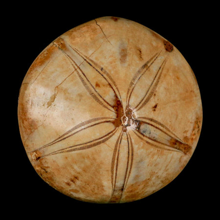 62MM Pygurus Marmonti Sea Urchin Fossil Sand Dollar Jurassic Age Madagascar