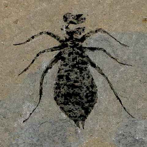 0.8" Dragonfly Larvae Fossil Libellula Doris Plate Upper Miocene Piedmont Italy Display - Fossil Age Minerals