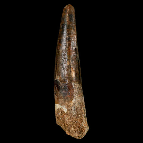XL 3.4" Spinosaurus Fossil Tooth 100 Million Years Old Cretaceous Dinosaur COA - Fossil Age Minerals