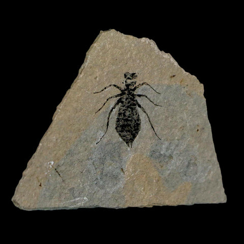 0.8" Dragonfly Larvae Fossil Libellula Doris Plate Upper Miocene Piedmont Italy Display - Fossil Age Minerals