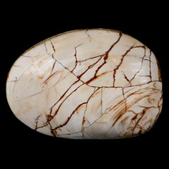 Mollusks Fossil Collection