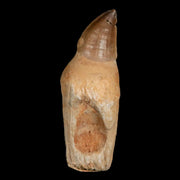 XL 4.6" Mosasaur Prognathodon Fossil Tooth Rooted Cretaceous Dinosaur Era COA
