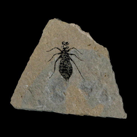 0.8" Dragonfly Larvae Fossil Libellula Doris Plate Upper Miocene Piedmont Italy Display - Fossil Age Minerals
