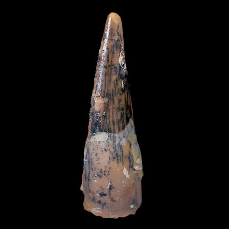 0.8" Pterosaur Coloborhynchus Fossil Tooth Upper Cretaceous Morocco COA & Display