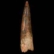 XL 3.5" Spinosaurus Fossil Tooth 100 Million Years Old Cretaceous Dinosaur COA