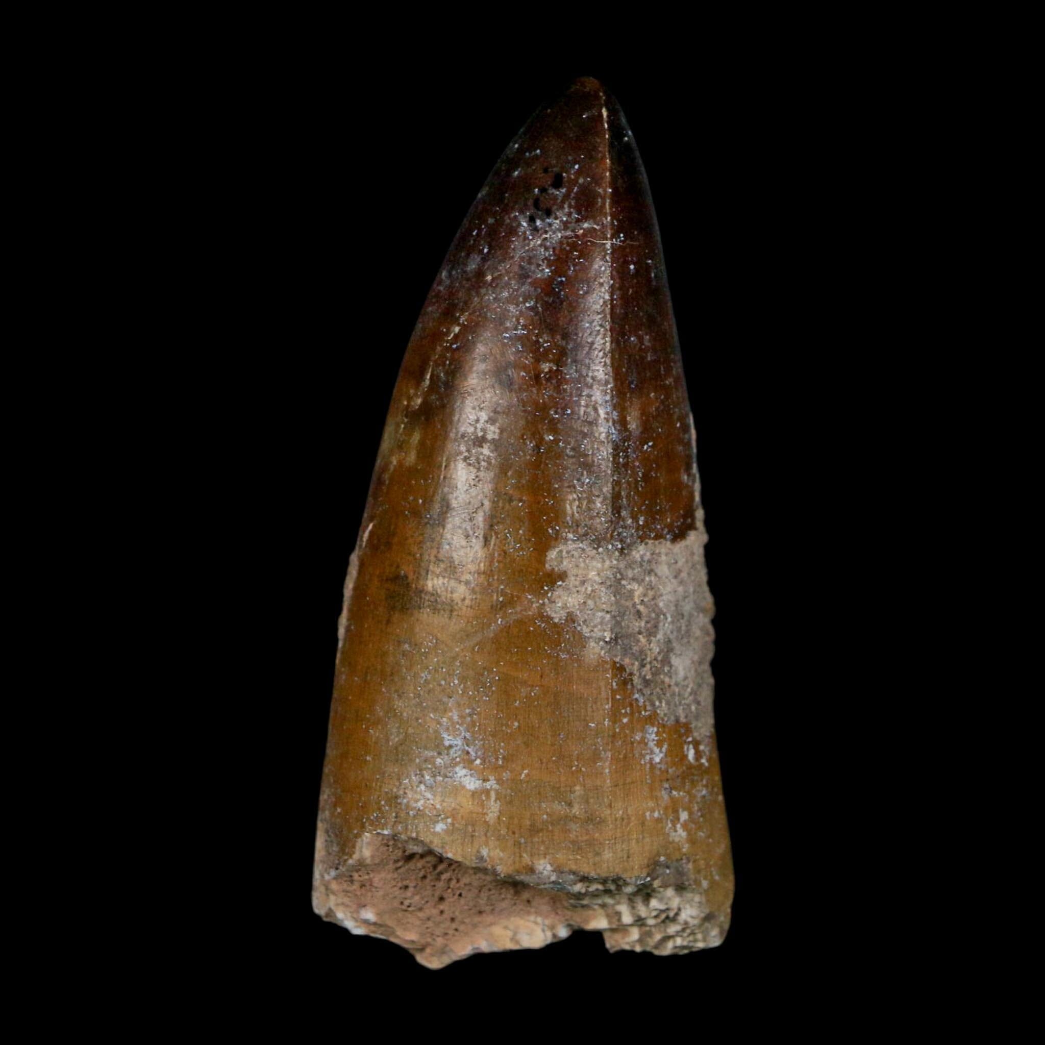 2.2" Sarcosuchus Imperator Crocodile Fossil Tooth Elrhaz FM Cretaceous Niger COA - Fossil Age Minerals