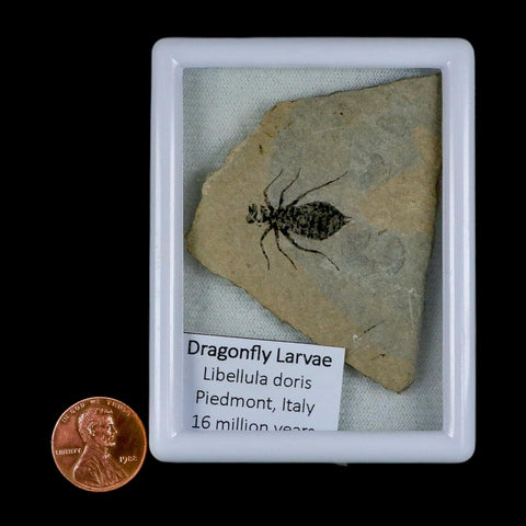 0.8" Dragonfly Larvae Fossil Libellula Doris Plate Upper Miocene Piedmont Italy Display - Fossil Age Minerals