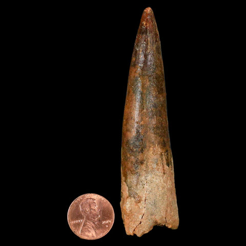 XL 3.5" Spinosaurus Fossil Tooth 100 Million Years Old Cretaceous Dinosaur COA - Fossil Age Minerals