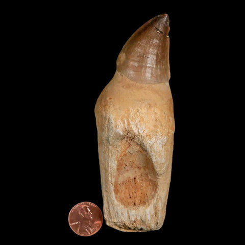 XL 4.6" Mosasaur Prognathodon Fossil Tooth Rooted Cretaceous Dinosaur Era COA - Fossil Age Minerals