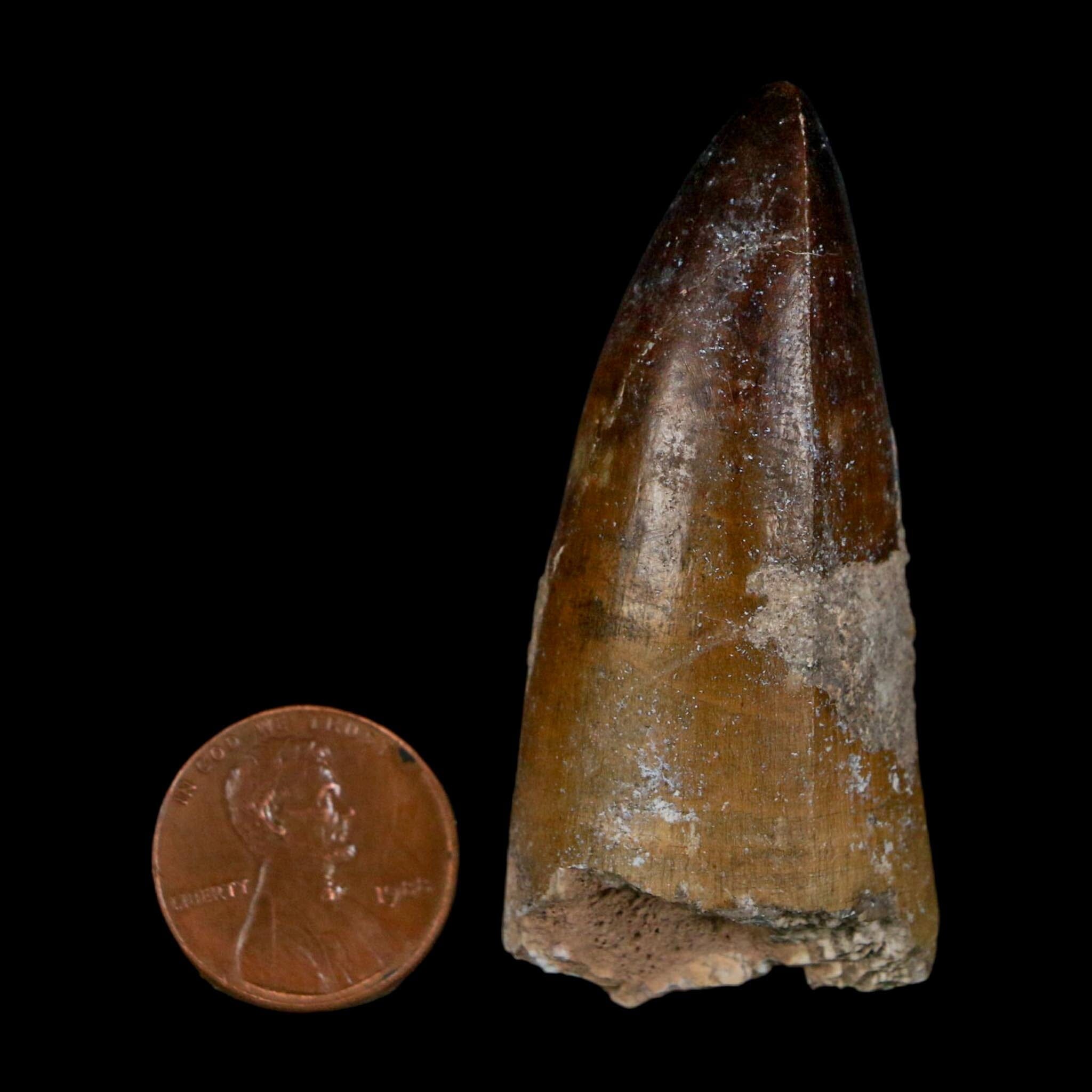 2.2" Sarcosuchus Imperator Crocodile Fossil Tooth Elrhaz FM Cretaceous Niger COA - Fossil Age Minerals