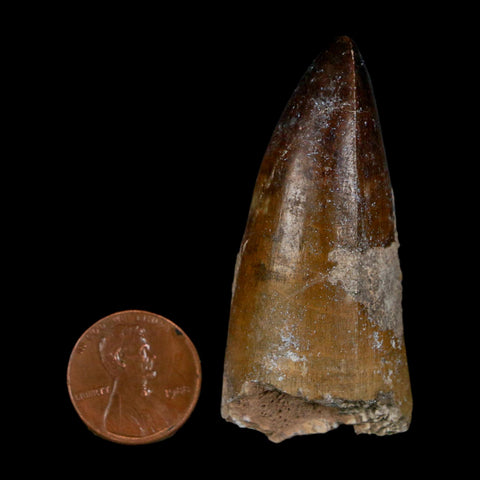 2.2" Sarcosuchus Imperator Crocodile Fossil Tooth Elrhaz FM Cretaceous Niger COA