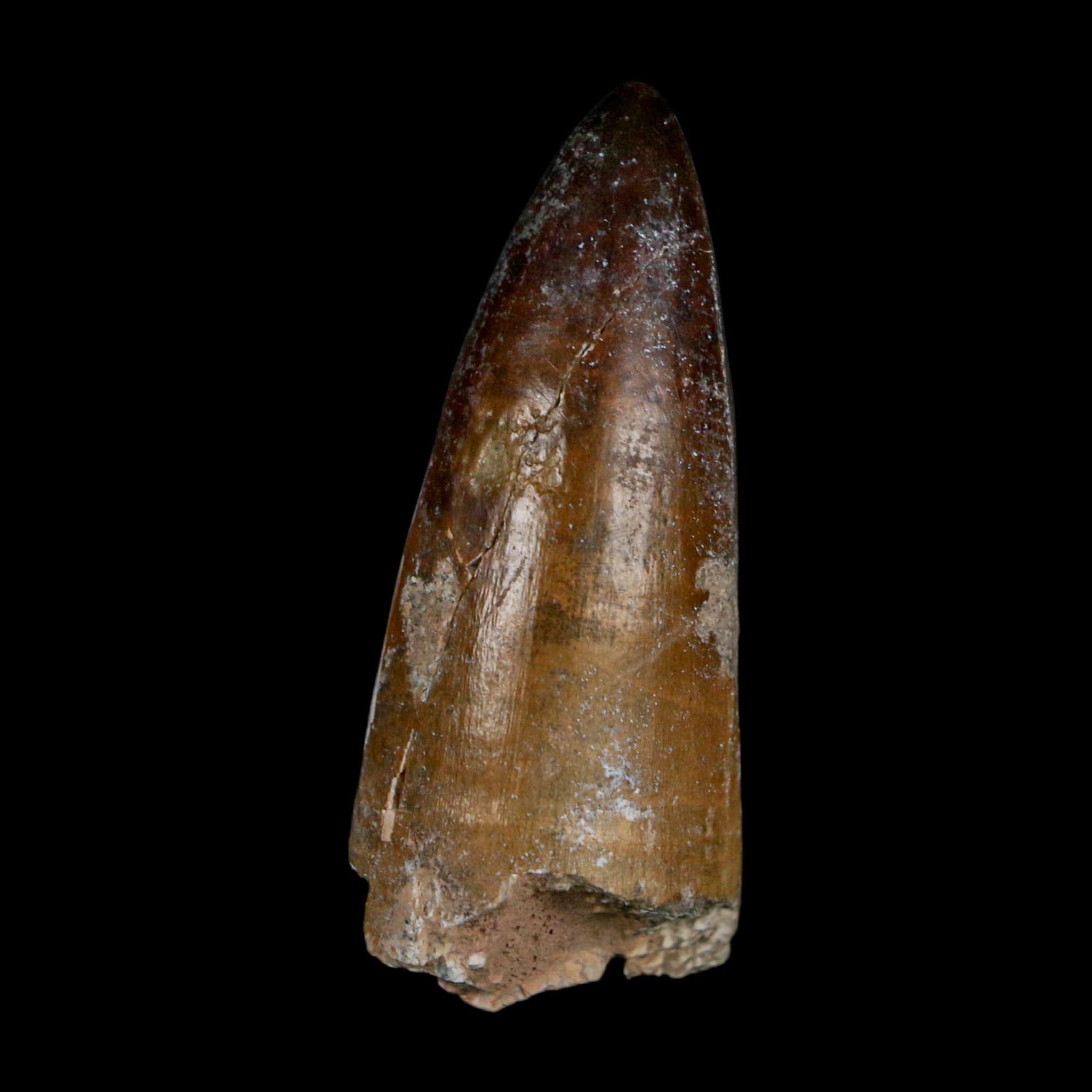 2.2" Sarcosuchus Imperator Crocodile Fossil Tooth Elrhaz FM Cretaceous Niger COA - Fossil Age Minerals