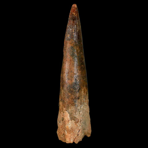 XL 3.5" Spinosaurus Fossil Tooth 100 Million Years Old Cretaceous Dinosaur COA - Fossil Age Minerals