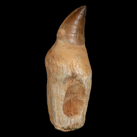 XL 4.6" Mosasaur Prognathodon Fossil Tooth Rooted Cretaceous Dinosaur Era COA - Fossil Age Minerals