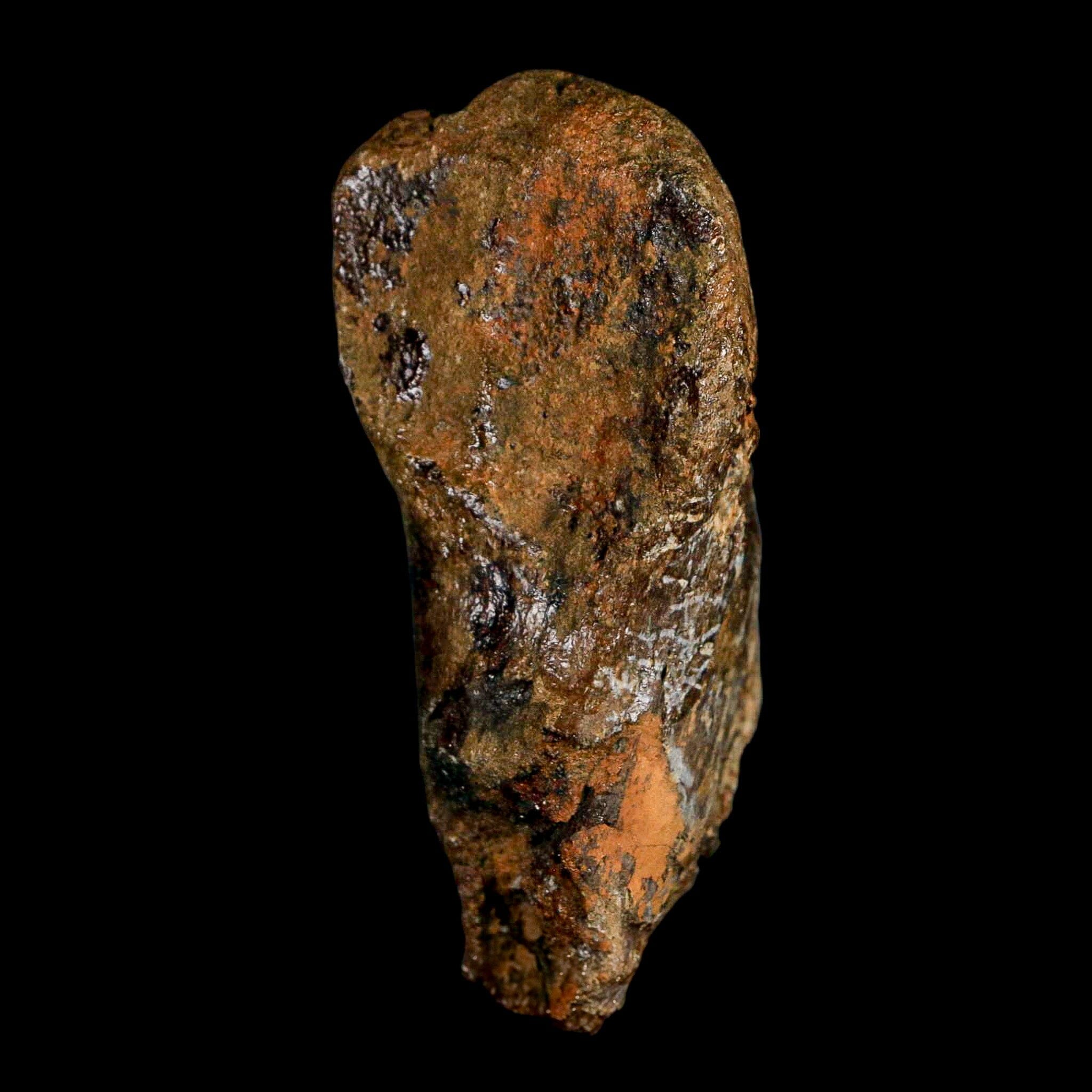 2.8" Corythosaurus Fossil Vertebrae Process Bone Judith River Cretaceous Dinosaur COA - Fossil Age Minerals