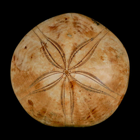 63MM Pygurus Marmonti Sea Urchin Fossil Sand Dollar Jurassic Age Madagascar