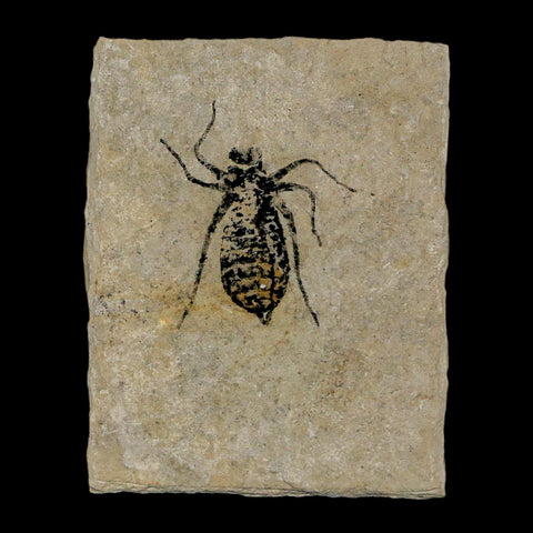 0.8" Dragonfly Larvae Fossil Libellula Doris Plate Upper Miocene Piedmont Italy Display - Fossil Age Minerals
