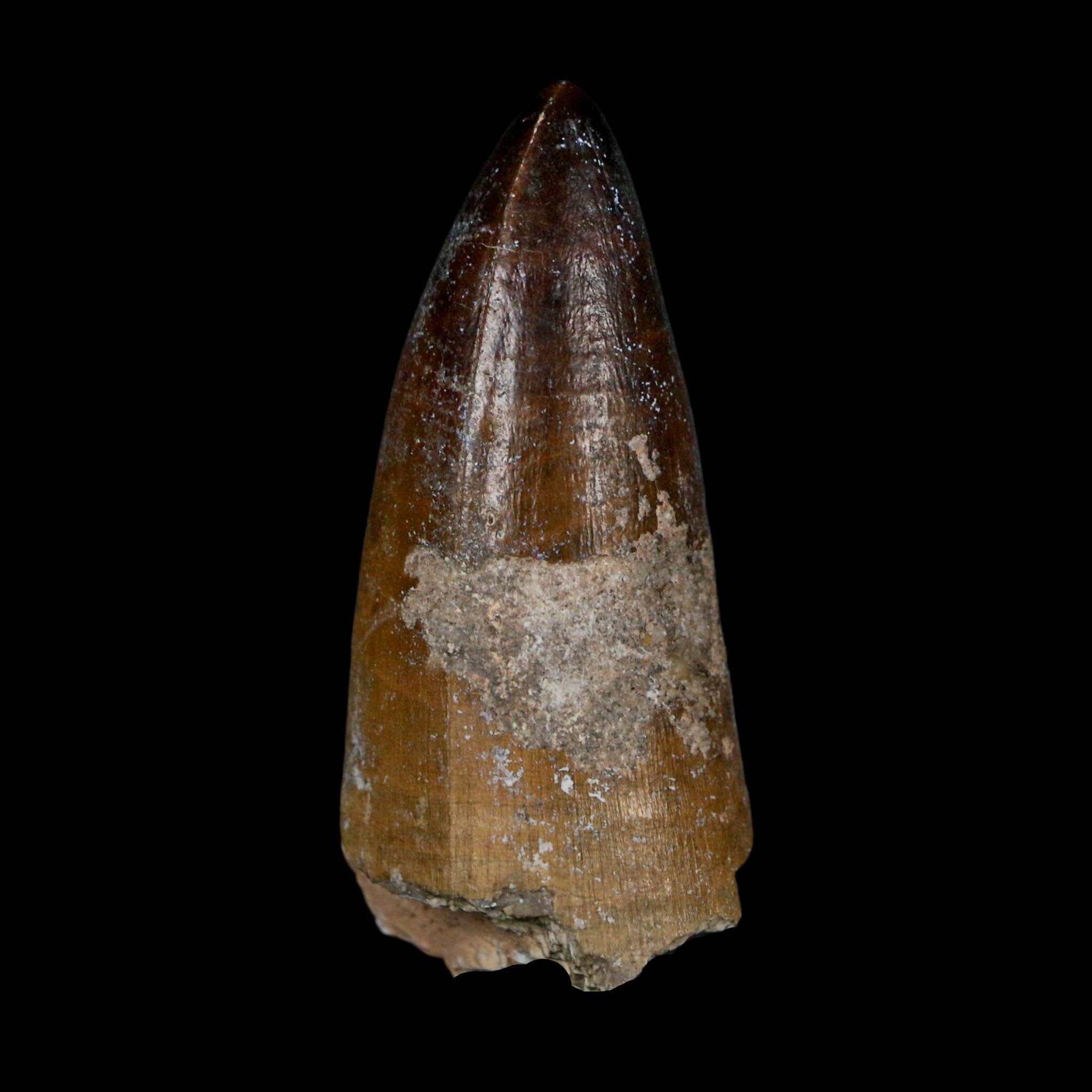 2.2" Sarcosuchus Imperator Crocodile Fossil Tooth Elrhaz FM Cretaceous Niger COA - Fossil Age Minerals