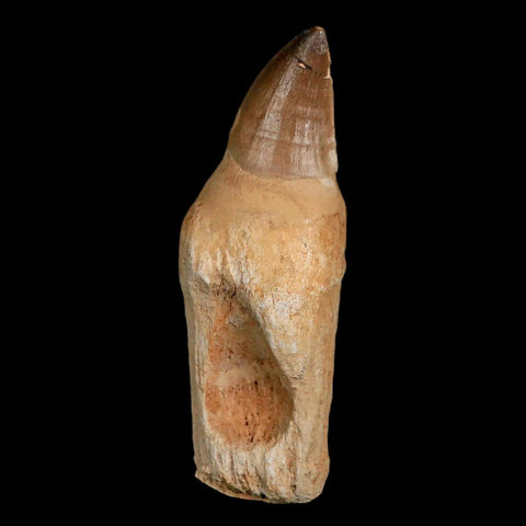 XL 4.6" Mosasaur Prognathodon Fossil Tooth Rooted Cretaceous Dinosaur Era COA - Fossil Age Minerals