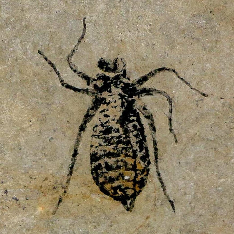 0.8" Dragonfly Larvae Fossil Libellula Doris Plate Upper Miocene Piedmont Italy Display - Fossil Age Minerals