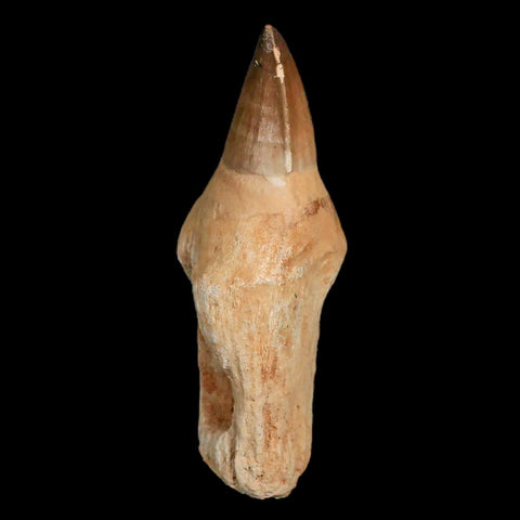 XL 4.6" Mosasaur Prognathodon Fossil Tooth Rooted Cretaceous Dinosaur Era COA - Fossil Age Minerals