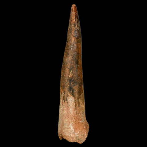 XL 3.5" Spinosaurus Fossil Tooth 100 Million Years Old Cretaceous Dinosaur COA - Fossil Age Minerals