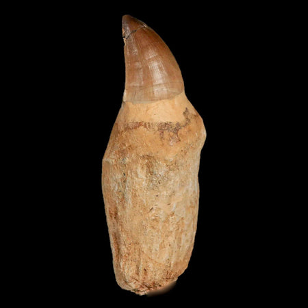 XL 4.6" Mosasaur Prognathodon Fossil Tooth Rooted Cretaceous Dinosaur Era COA