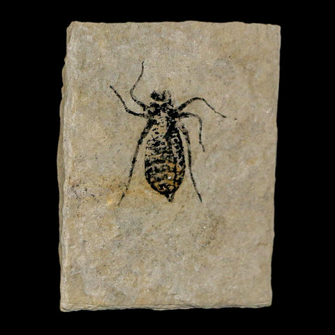 0.8" Dragonfly Larvae Fossil Libellula Doris Plate Upper Miocene Piedmont Italy Display - Fossil Age Minerals