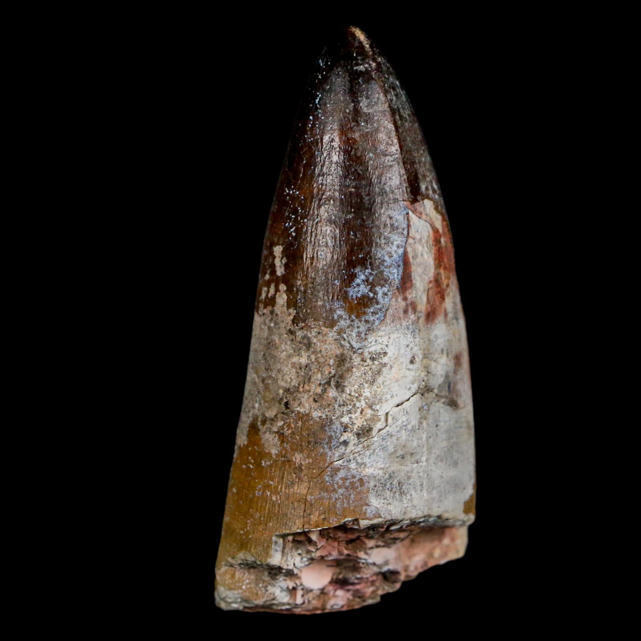2.2" Sarcosuchus Imperator Crocodile Fossil Tooth Elrhaz FM Cretaceous Niger COA - Fossil Age Minerals