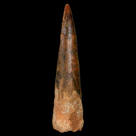 XL 3.5" Spinosaurus Fossil Tooth 100 Million Years Old Cretaceous Dinosaur COA - Fossil Age Minerals