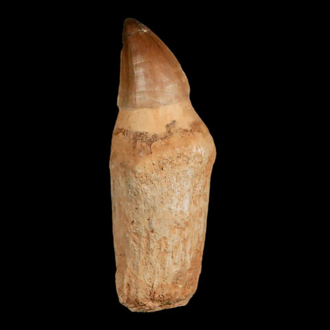 XL 4.6" Mosasaur Prognathodon Fossil Tooth Rooted Cretaceous Dinosaur Era COA - Fossil Age Minerals