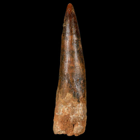 XL 3.5" Spinosaurus Fossil Tooth 100 Million Years Old Cretaceous Dinosaur COA - Fossil Age Minerals