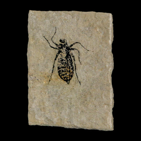 0.8" Dragonfly Larvae Fossil Libellula Doris Plate Upper Miocene Piedmont Italy Display - Fossil Age Minerals