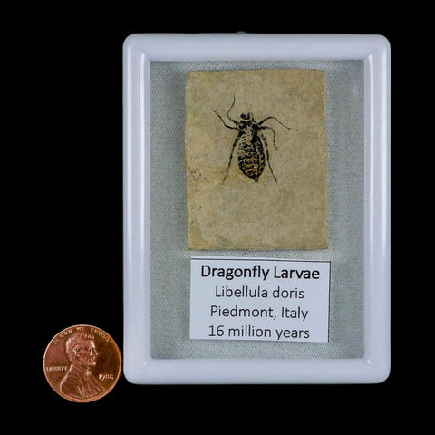 0.8" Dragonfly Larvae Fossil Libellula Doris Plate Upper Miocene Piedmont Italy Display - Fossil Age Minerals