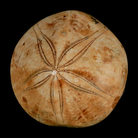 63MM Pygurus Marmonti Sea Urchin Fossil Sand Dollar Jurassic Age Madagascar