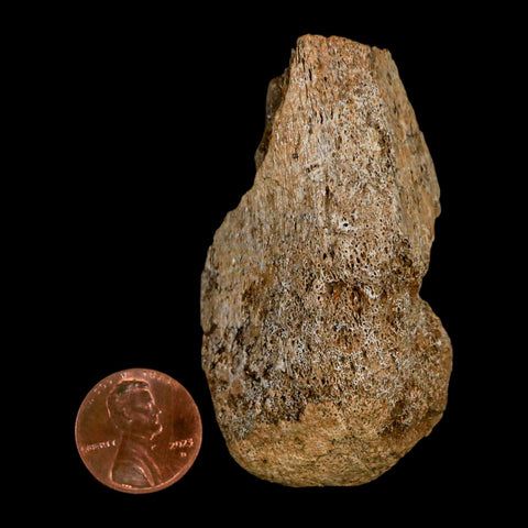 2.6" Edmontosaurus Fossil Limb Bone Lance Creek FM Cretaceous Dinosaur WY COA - Fossil Age Minerals