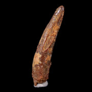 1.1" Pterosaur Coloborhynchus Fossil Tooth Upper Cretaceous Morocco COA & Display