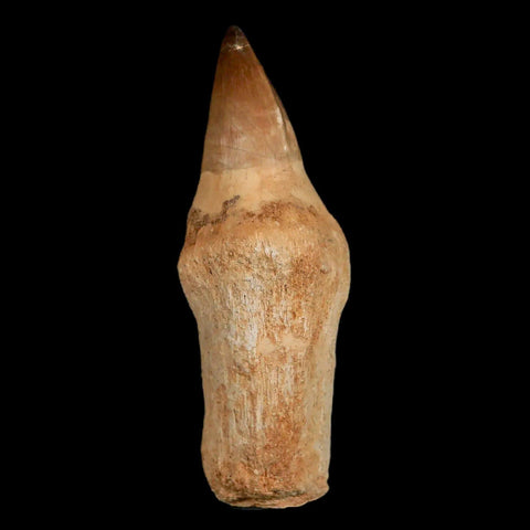 XL 4.6" Mosasaur Prognathodon Fossil Tooth Rooted Cretaceous Dinosaur Era COA - Fossil Age Minerals