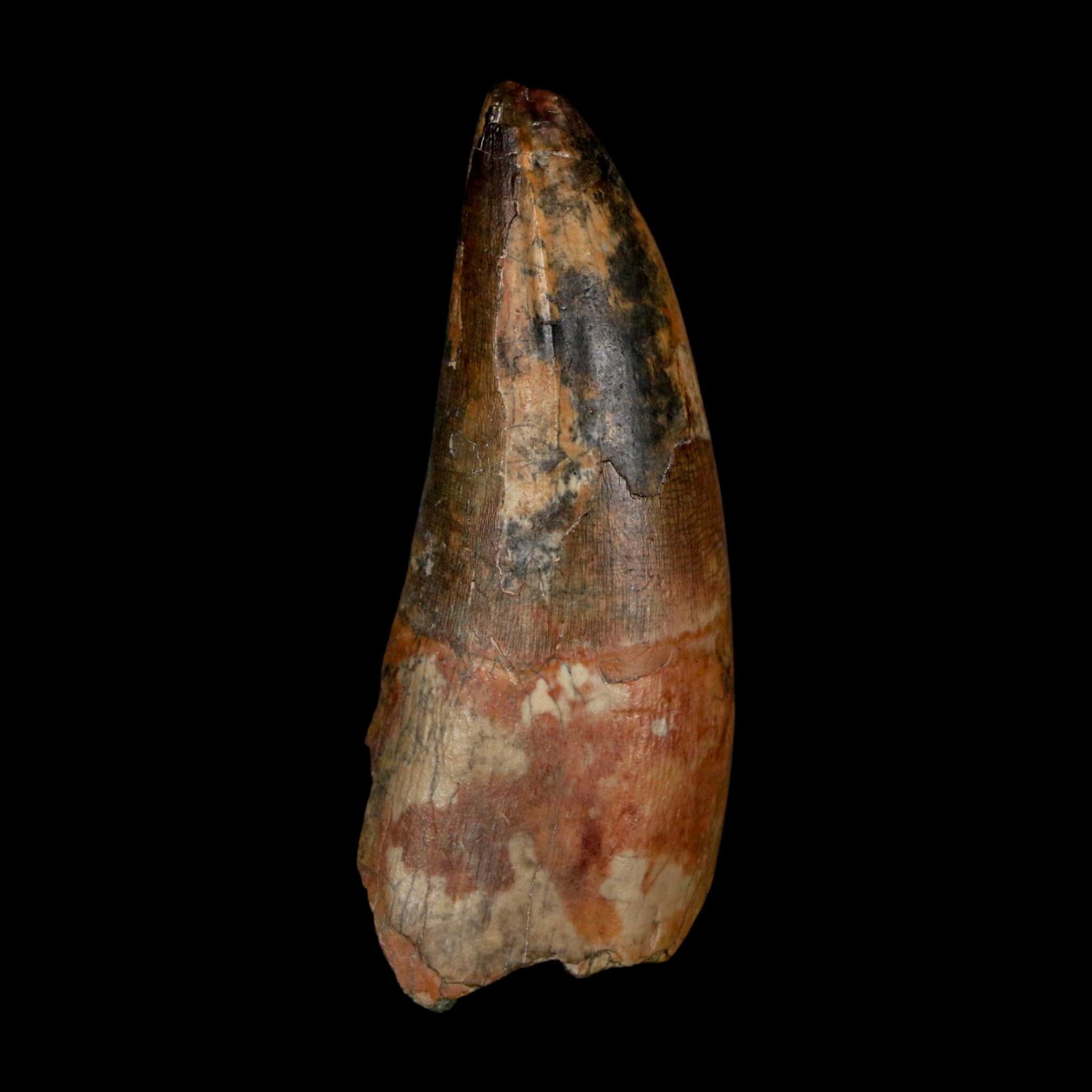 2.5" Sarcosuchus Imperator Crocodile Fossil Tooth Elrhaz FM Cretaceous Niger COA - Fossil Age Minerals