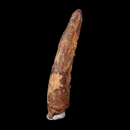 1.1" Pterosaur Coloborhynchus Fossil Tooth Upper Cretaceous Morocco COA & Display